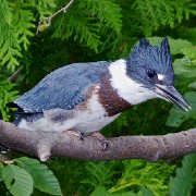 V3D6016 - Version 2  KingFisher On Branch (11X14 Matt  Print 6X9) JAH-13-422